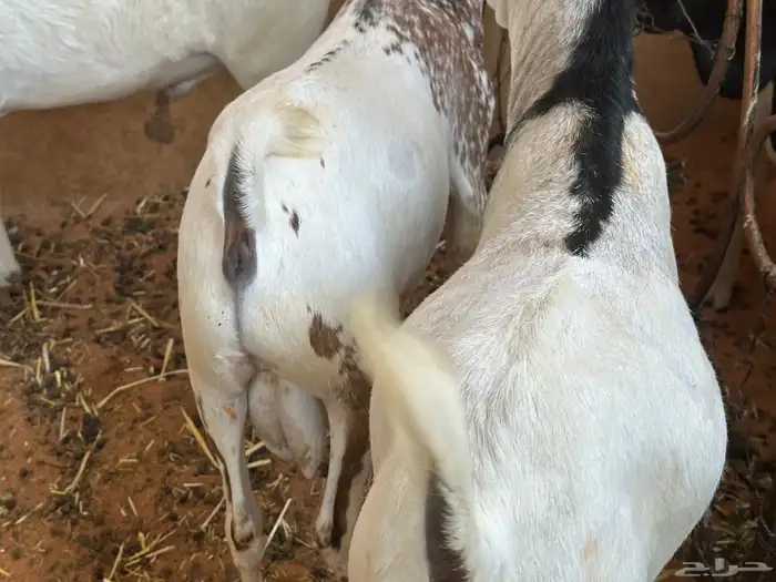 تيوس بيشيه عمر 4 شهور مرابي 0