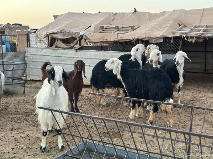 مواعز ونجد 4