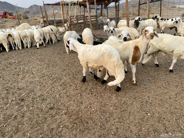 طليان سواكني دمازين 3