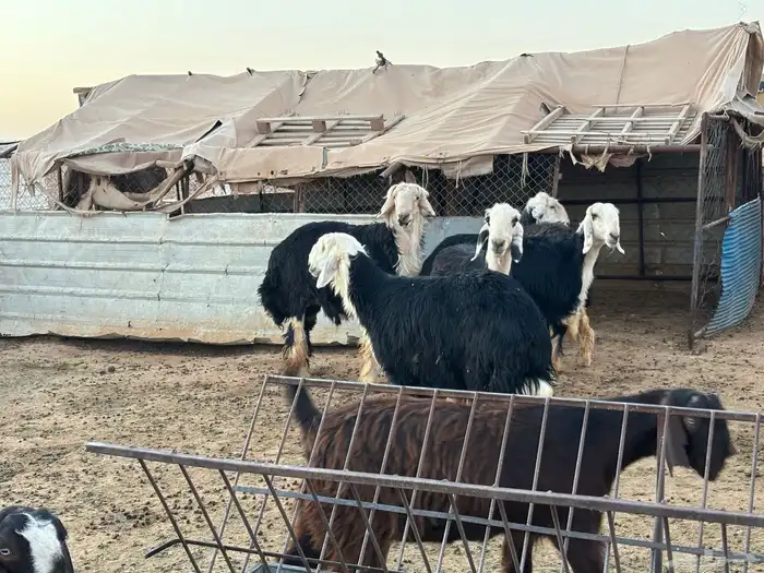 مواعز ونجد 1