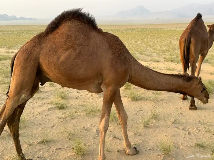 قعود مشروع فحل 0