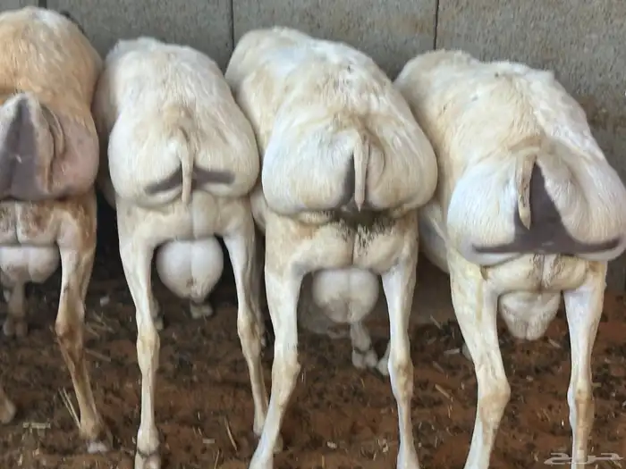 تيوس وبرابر مرابي 53