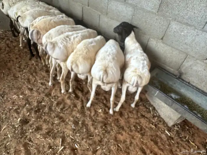 تيوس وبرابر مرابي 72