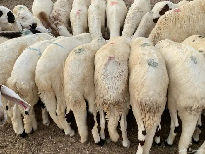 طليان سواكني دمازين 12