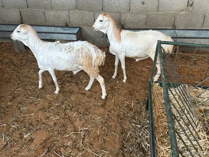 طليان رفيديات 14