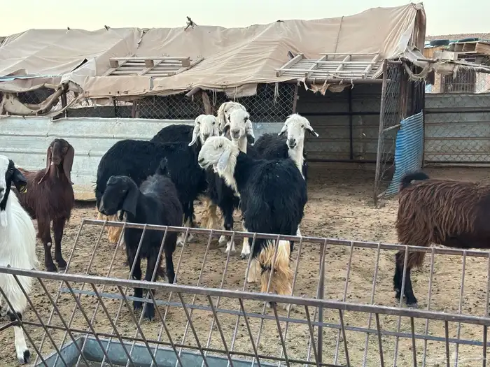 مواعز ونجد 5