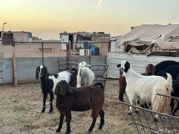 مواعز ونجد 9