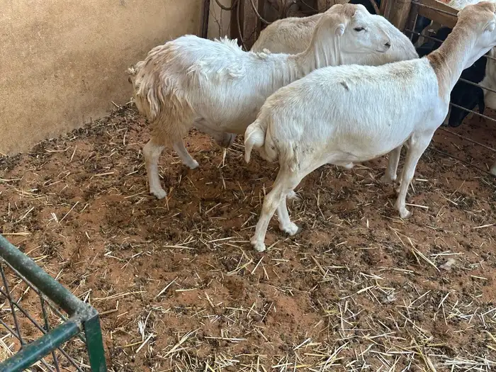 طليان رفيديات 18