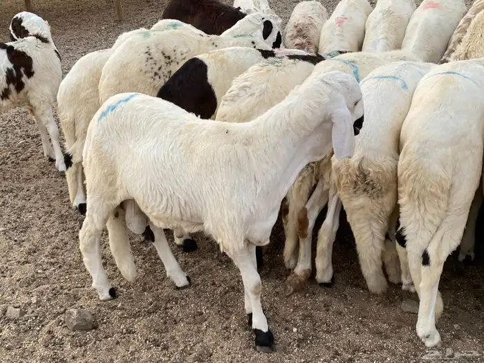 طليان سواكني دمازين 5