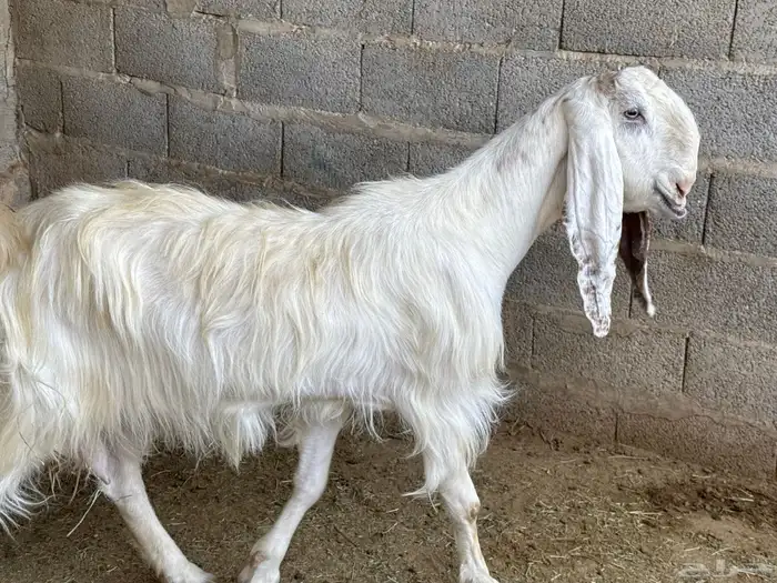معزا تامات مطوره وشامية 0