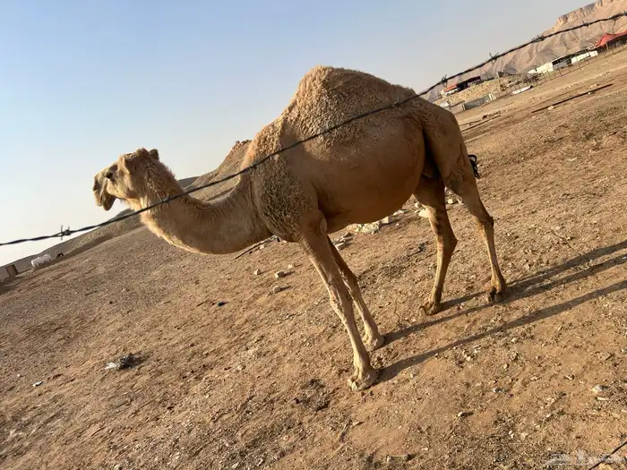 ناقة شقحاء ام رابع 4