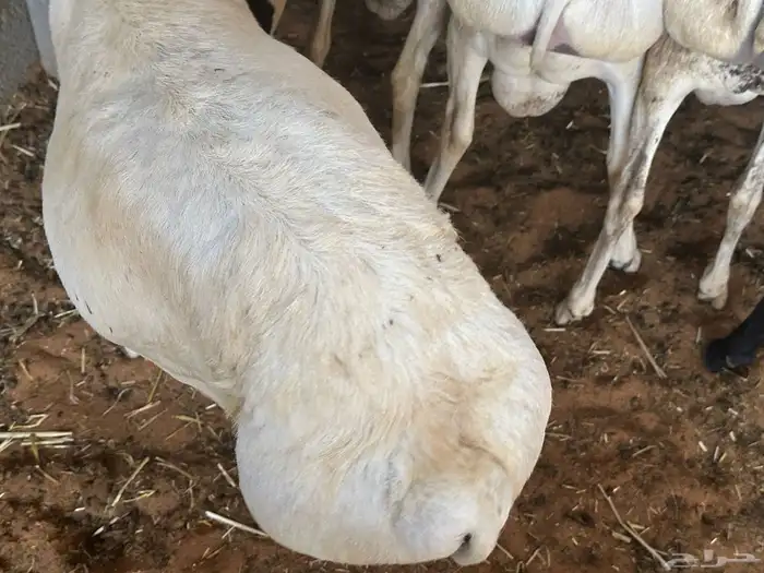 برابر جذعان طرف لحم وشحم 56