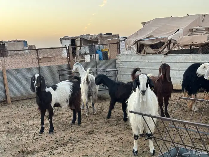 مواعز ونجد 3