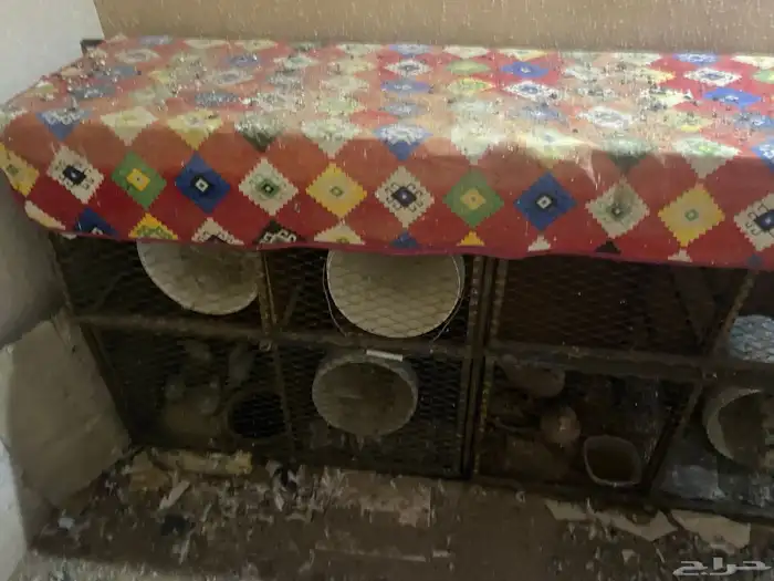 شبك ينفع لدجاج وحمام 0