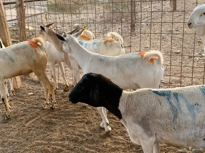 تيوس برابر مرابي 4