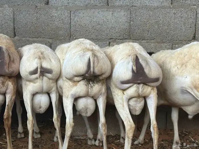 برابر جذعان طرف لحم وشحم 50