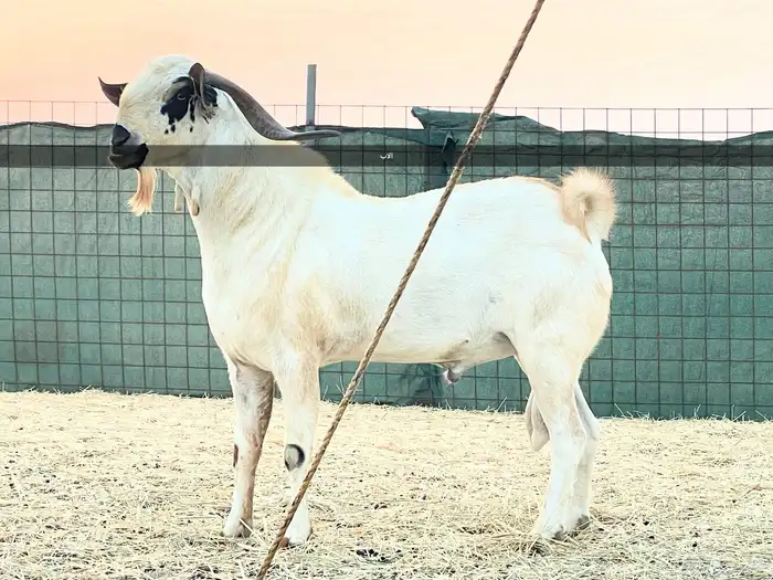 مشروع فحل بيشي صنف 3