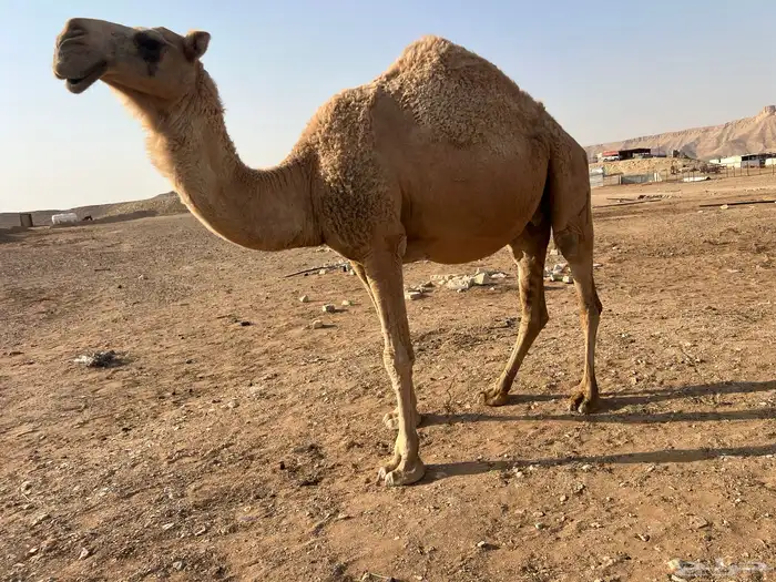 ناقة شقحاء ام رابع 0