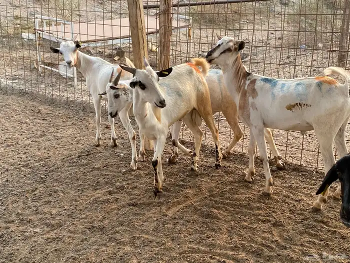 تيوس برابر مرابي 3