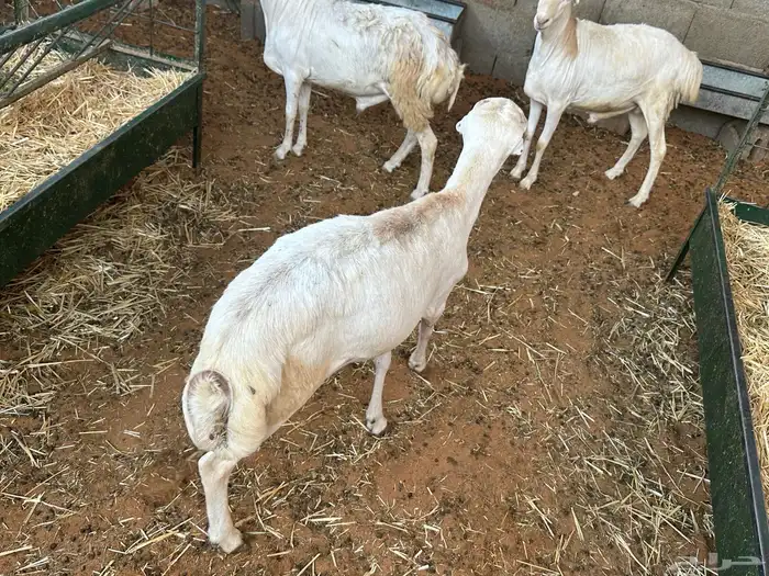 طليان رفيديات 13