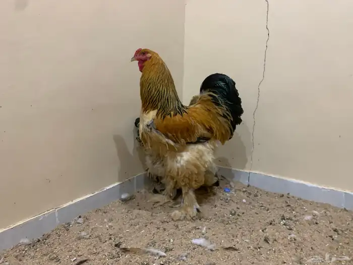 براهما 9