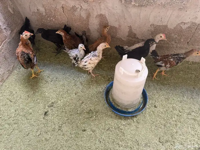 صوص بلدي ولمبرقيني اندنوسي 1
