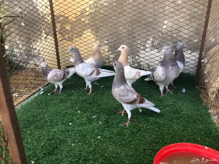 حمام سلفر منوع 4