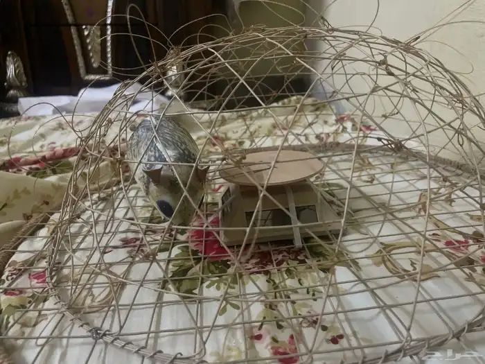 قرشعه 0