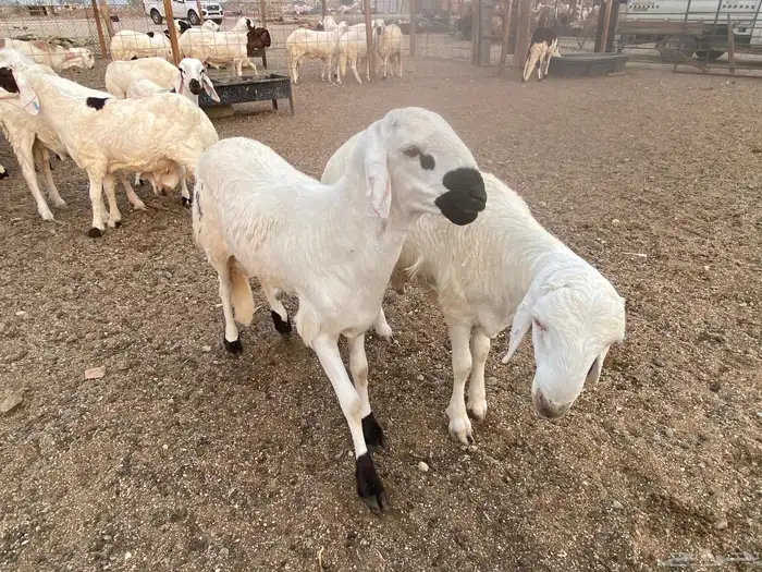 طليان سواكني دمازين 0