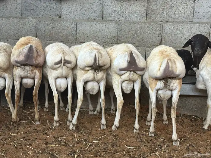 تيوس وبرابر مرابي 56