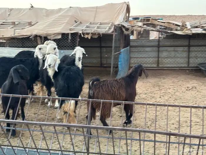 مواعز ونجد 6
