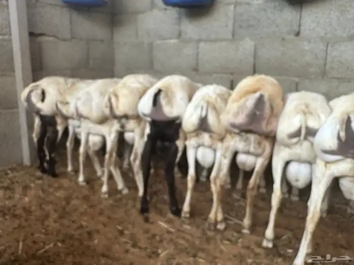 برابر جذعان طرف لحم وشحم 58