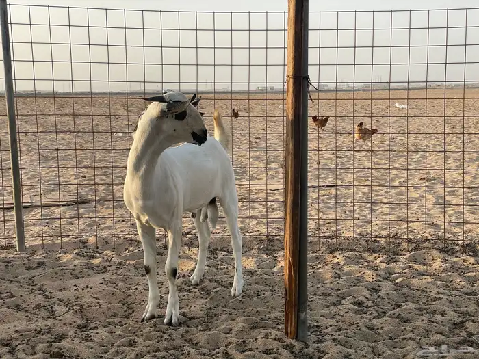مشروع فحل بيشي صنف 1