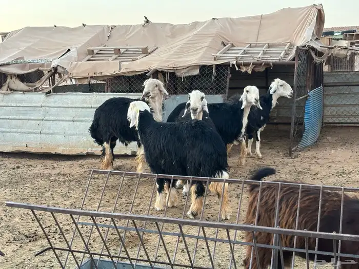 مواعز ونجد 0