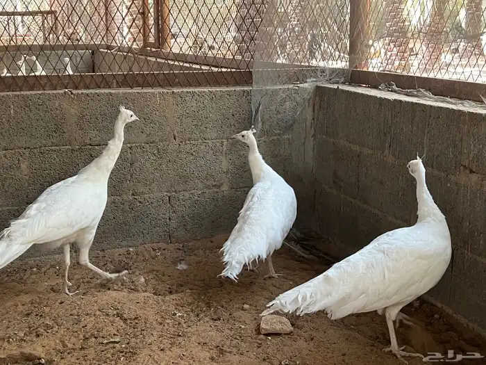 اطقم طاووس ابيض 5