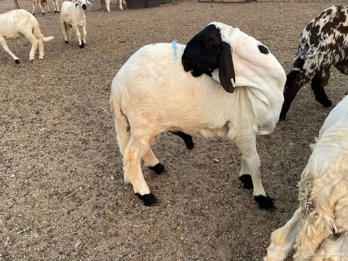 طليان سواكني دمازين 7