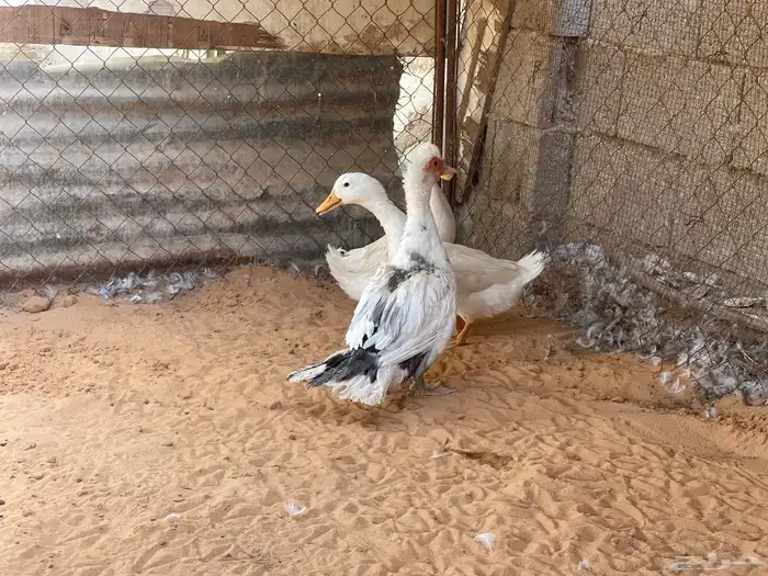 للبيع ارانب وبط وبح 1
