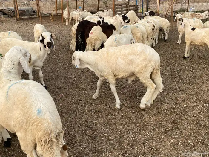 طليان سواكني دمازين 8