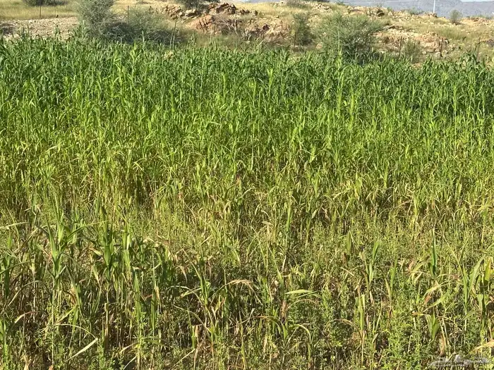 قصب بلدي 0