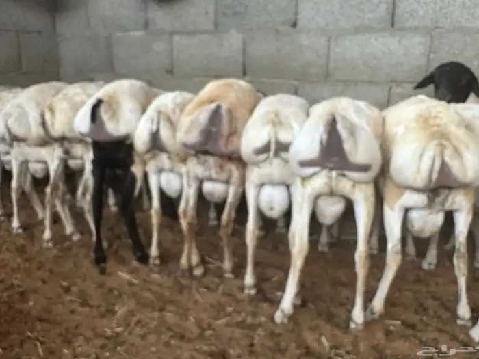 تيوس وبرابر مرابي 67