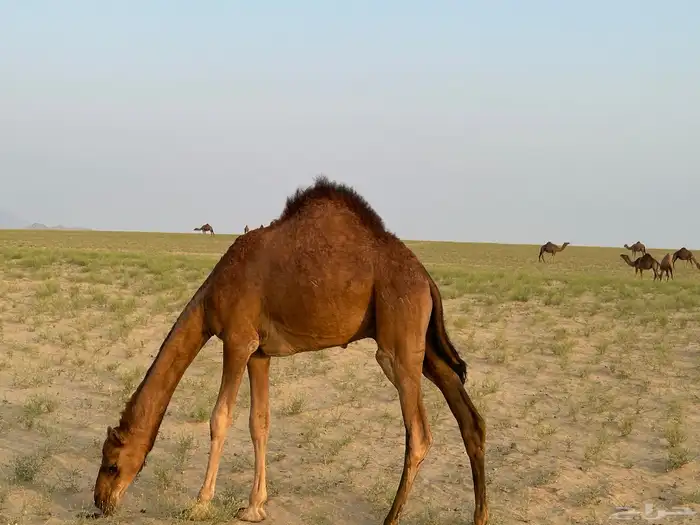 قعود مشروع فحل 2