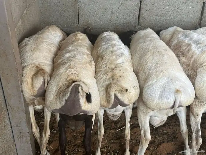 برابر جذعان طرف لحم وشحم 54