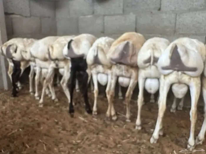 تيوس وبرابر مرابي 70