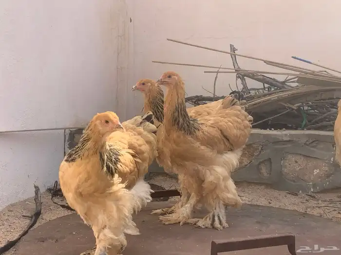 براهما 7