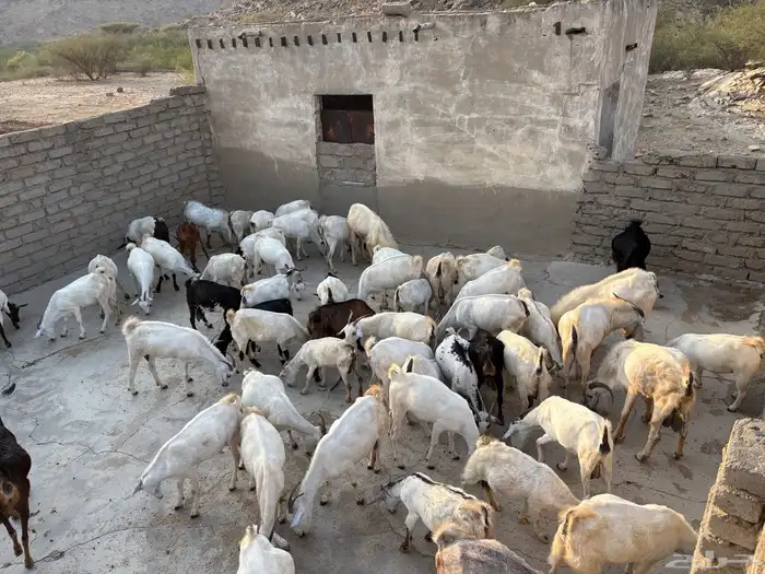 ماعز العدد 60رأس منها 5فحول 2 صنف و3 عايد المجموع  60راس 1
