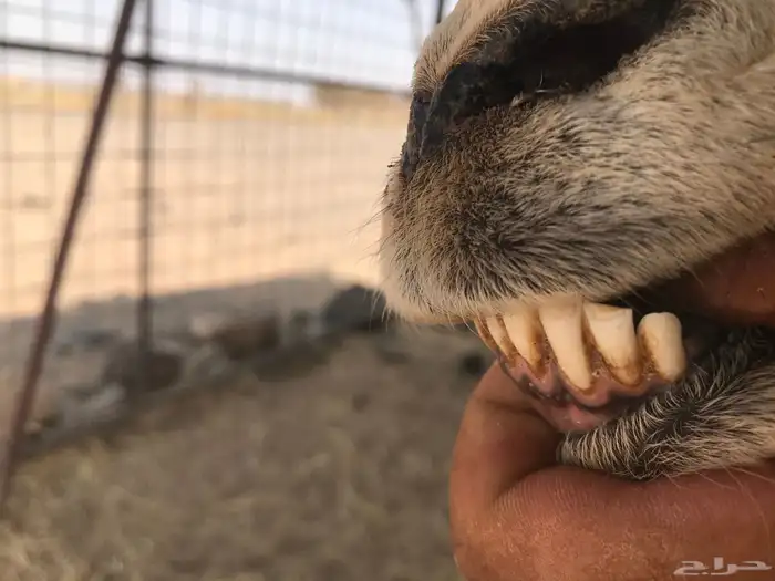 نعجه نجديه مضرع 2