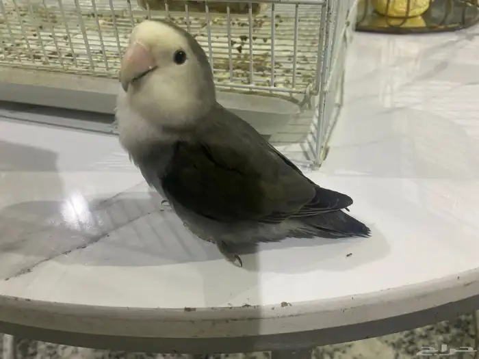 جوز روز تربيه 1
