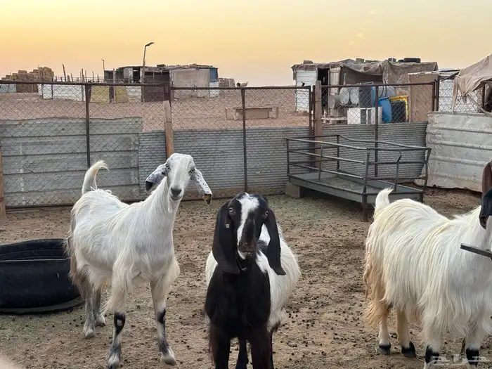مواعز ونجد 8