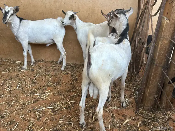 طليان رفيديات 27