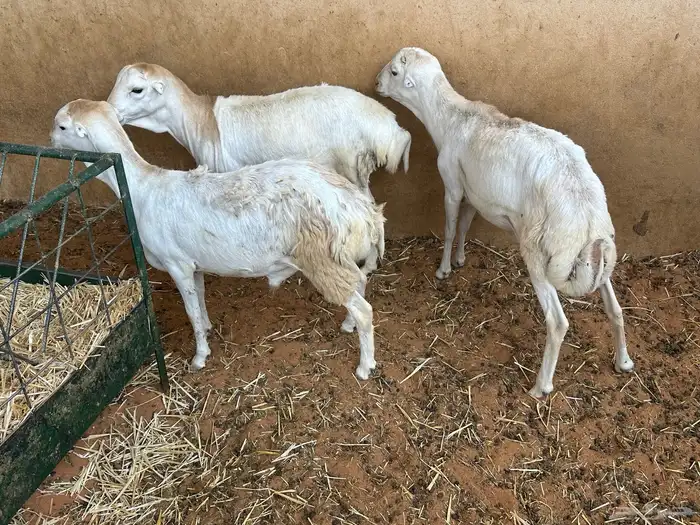 طليان رفيديات 20